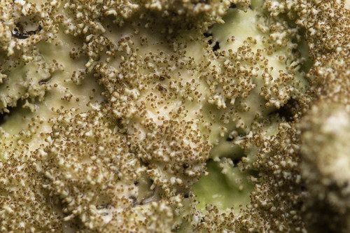 rough speckled shield lichen