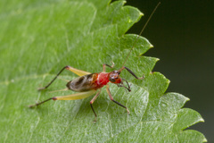 Homoeoxipha lycoides