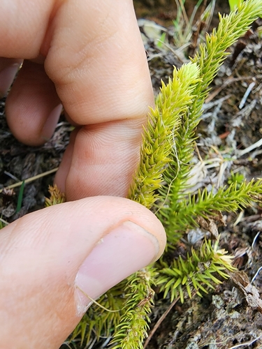 Image of Appalachian Clubmoss (Huperzia appalachiana) by (c) Étienne Léveillé-Bourret, some rights reserved (CC BY)