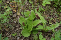 Cypripedium macranthos