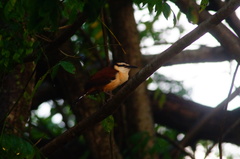 Campylorhynchus chiapensis