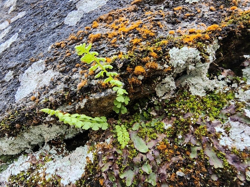 Image of Woodsia glabella by (c) Étienne Léveillé-Bourret, some rights reserved (CC BY)