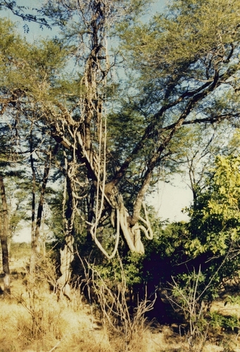Fockea multiflora