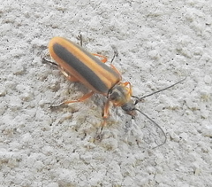 Afronycha circumdata