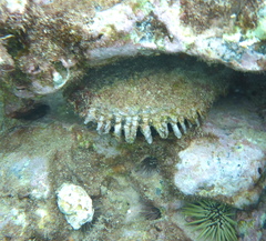 Pinctada margaritifera