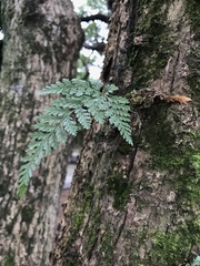 Davallia trichomanoides