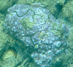 Montipora flabellata