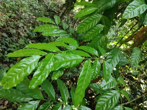tulip-wood tree (Harpullia arborea)
