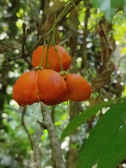 Harpullia arborea, photograph (c) Srinivasan Kasinathan, some rights reserved (CC BY)