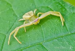 Misumenoides formosipes