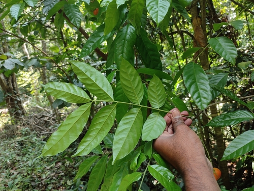 Image of Harpullia arborea by (c) Srinivasan Kasinathan, some rights reserved (CC BY)