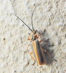 Afronycha circumdata