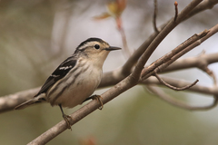 Mniotilta varia image