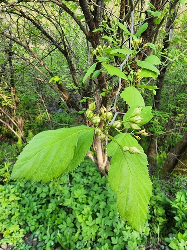 Brainerd's Hawthorn — photo 1