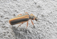 Afronycha circumdata