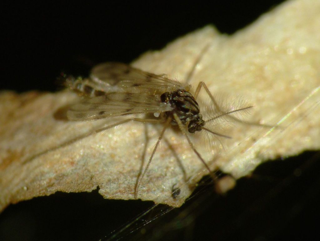 Macropelopia flavipes