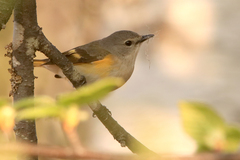 Setophaga ruticilla image