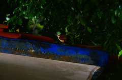 Campylorhynchus chiapensis