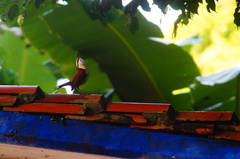 Campylorhynchus chiapensis