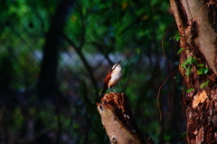 Campylorhynchus chiapensis