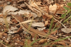 Latastia longicaudata