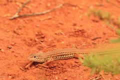 Latastia longicaudata