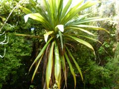 Cordyline indivisa