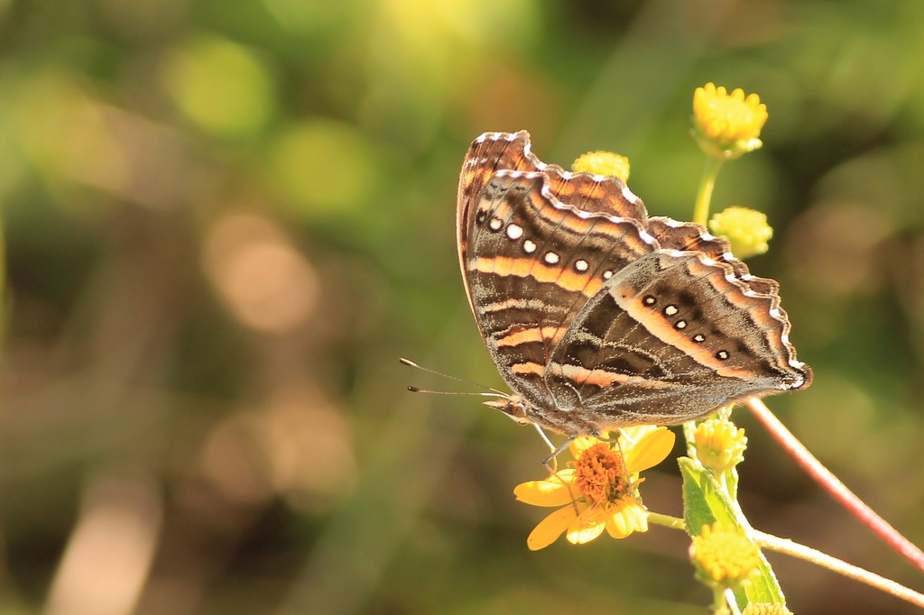 White-spotted Commodore