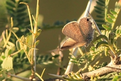 Anthene suquala