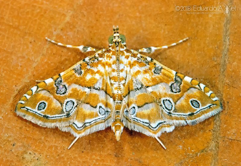 Orange Silver-spot