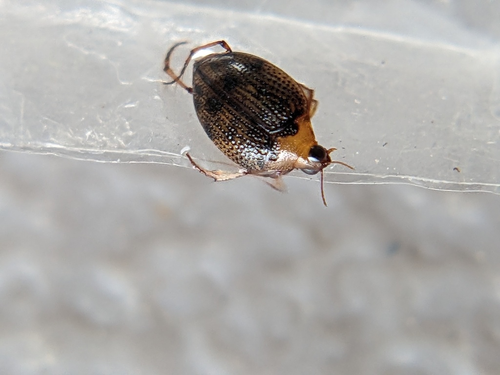 Peltodytes dietrichi