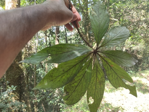 Actinodaphne bourdillonii (Actinodaphne bourdillonii)