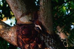Campylorhynchus chiapensis