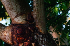 Campylorhynchus chiapensis