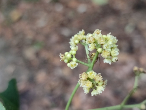 Turpinia cochinchinensis observed 2023-04-07