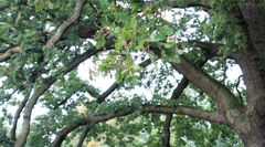 Quercus robur