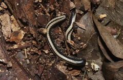 Spirobolellus immigrans