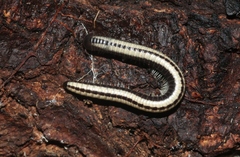Spirobolellus immigrans