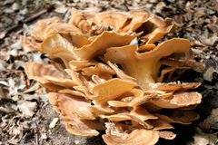 Grifola frondosa