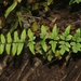 Pellaea viridis - Photo (c) James Bailey, algunos derechos reservados (CC BY-NC), subido por James Bailey