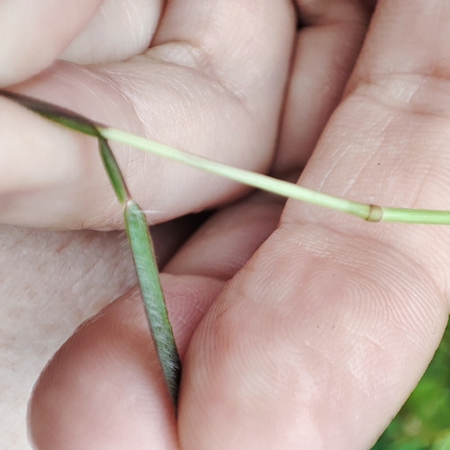 Image of Polytrias indica by no rights reserved