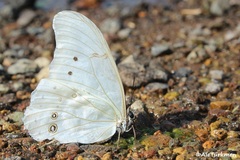 Morpho polyphemus polyphemus