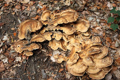 Grifola frondosa