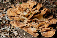 Grifola frondosa