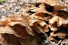 Grifola frondosa