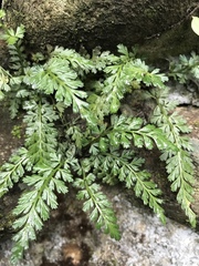 Asplenium pekinense