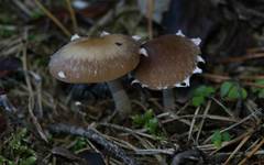 Psathyrella olympiana