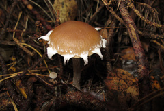 Psathyrella olympiana