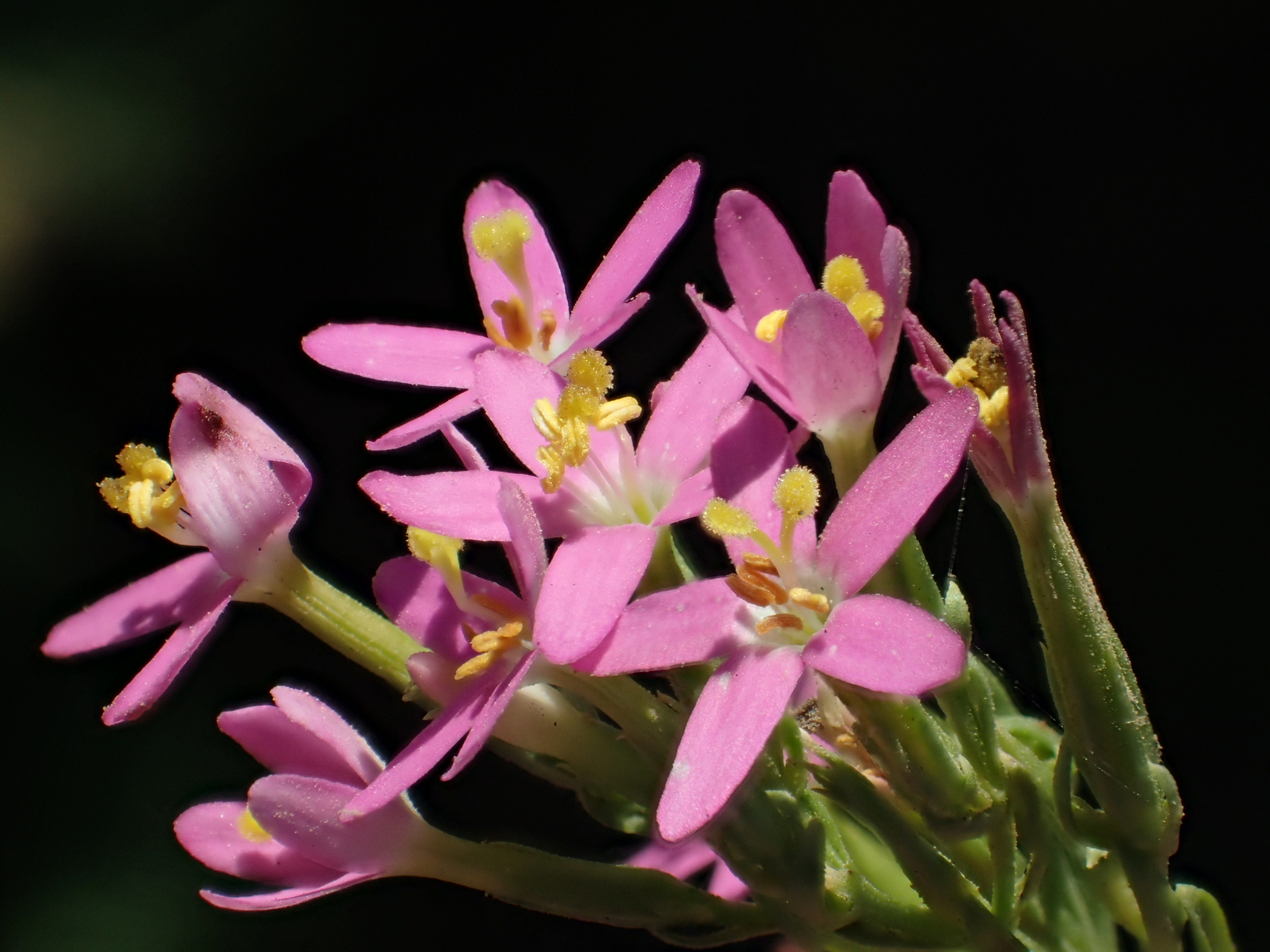 Centaurium pulchellum