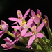 Lesser Centaury - Photo no rights reserved, uploaded by 葉子